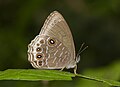 * Nomination Close wing basking position of Lethe visrava Moore, 1866 - White-edged Woodbrown. By User:Thamblyok --MaheshBaruahwildlife 11:52, 3 June 2023 (UTC) * Promotion  Support Good quality. --Poco a poco 17:07, 4 June 2023 (UTC)