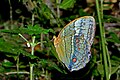 * Nomination Butterfly Stichophthalma camadeva by User:Sandipoutsider -- George Chernilevsky 20:31, 6 August 2018 (UTC) * Promotion  Support Good quality. --Ermell 21:34, 6 August 2018 (UTC)