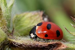 Coccinella magnifica