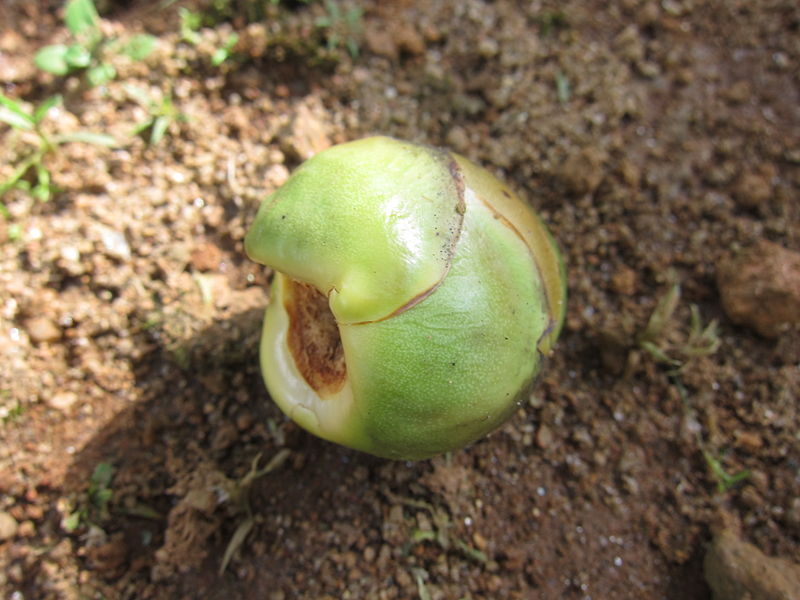 File:Coconut - മച്ചിങ്ങ.JPG