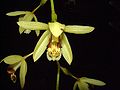 Coelogyne tomentosa