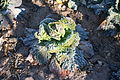 Col de Saboya - Savoy cabbage (Brassica oleracea var. sabauda), Bijuesca, España.JPG