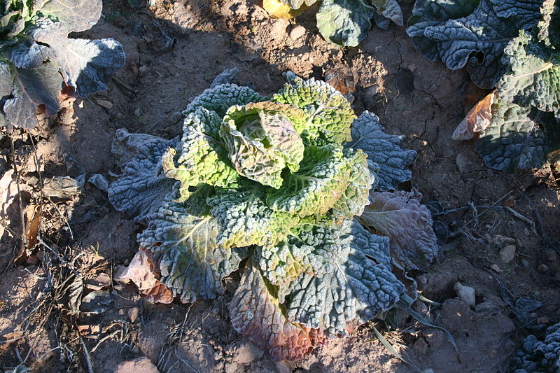 File:Col de Saboya - Savoy cabbage (Brassica oleracea var. sabauda), Bijuesca, España.JPG