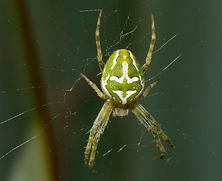 <i>Colaranea verutum</i> Species of spider