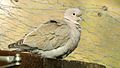 Collared Dove (Streptopelia decaocto) (5).JPG