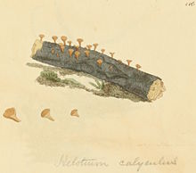 Coloured Figures of English Fungi or Mushrooms - t. 116.jpg