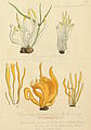 Plate 253. Clavaria vermicularis,