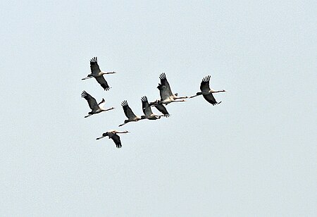 Tập_tin:Common_Cranes_(Grus_grus)_at_Sultanpur_I_Picture_076.jpg