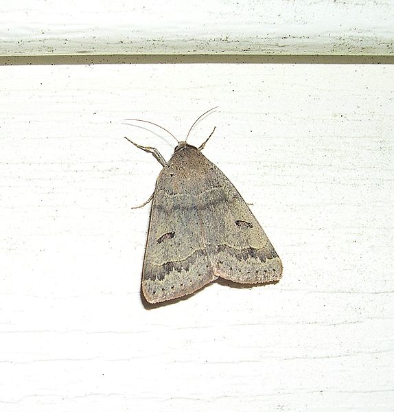 File:Common Oak Moth (Phoberia atomaris) - Flickr - Jay Sturner.jpg