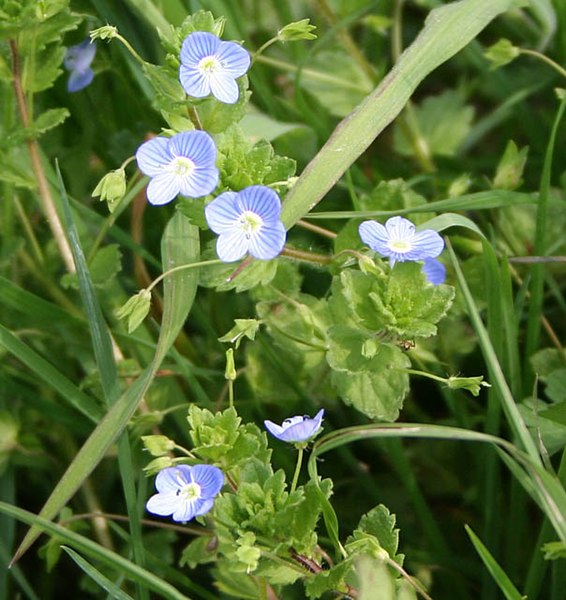 File:Common field speedwell, Veronica persica - geograph.org.uk - 415359.jpg