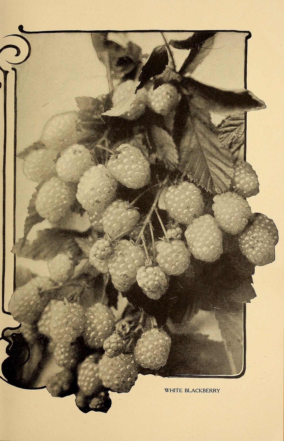 Snowbank White Blackberry Plant - Stark Bro's