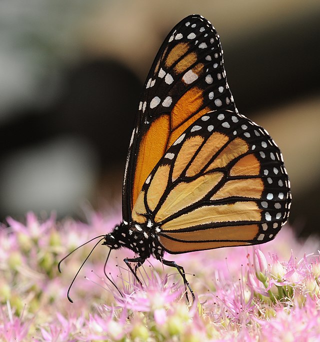 Бабочка-монарх (Danaus plexippus)