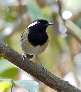 <span class="mw-page-title-main">Chestnut-belted gnateater</span> Species of bird