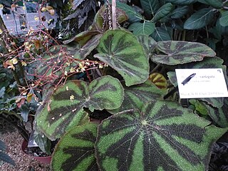 <i>Begonia variegata</i> Species of flowering plant