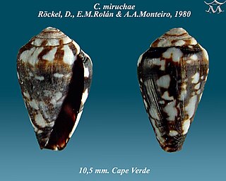 <i>Conus miruchae</i> species of mollusc