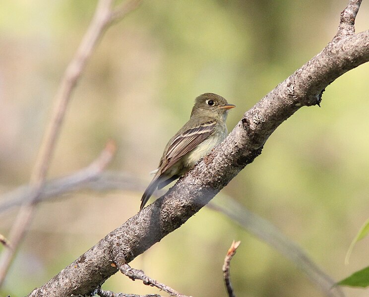 File:Cordilleran Flycatcher, Hungry Horse, MT, July 6, 2012 (7515255052).jpg