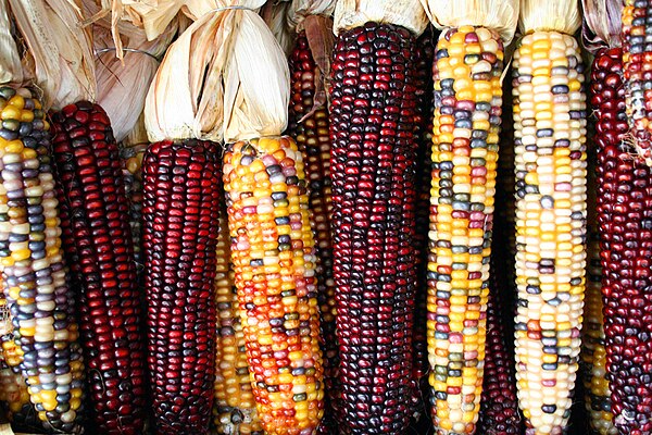 Aba, maize, the main product for the Muisca