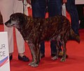 Corsican Dog, Short-haired