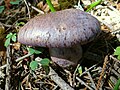 !Cortinarius variicolor!