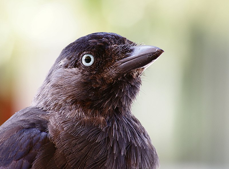 File:Corvus monedula portrait.JPG