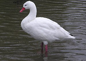 Cisne: Descripción, Especies de cisnes, Mitología