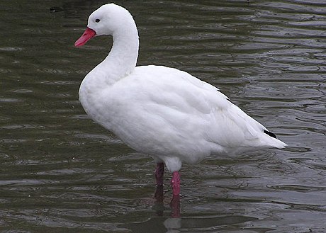 Cigne coscoroba