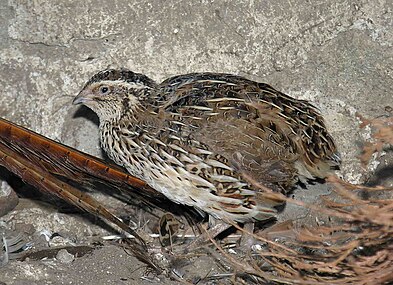 Coturnix coturnix (Lmbuga)