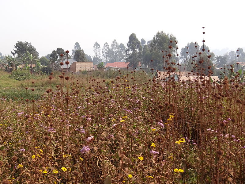 File:Countryside with Wildflowers - Outside Kabale - Southwestern Uganda.jpg