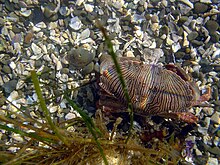 Juveniles may be variously patterned Crab in tide pools.jpg