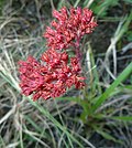 Miniatura per Crassula alba