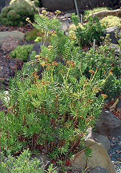 Crassula tetragona - plants (aka).jpg