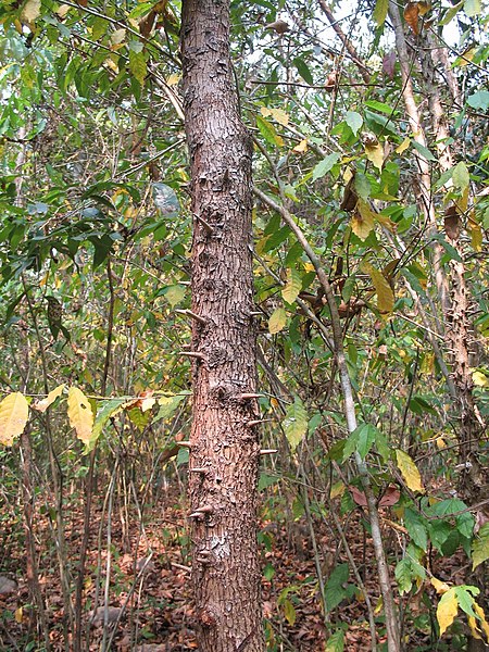 File:Cratoxylum formosum Le tronc, Laos.jpg