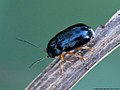 Cryptocephalus nitidus (Linnaeus, 1758)