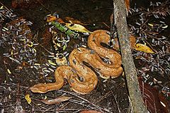 Cuban Giant Trope (Tropidophis melanurus) (8577519422).jpg