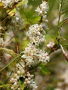 Cuscuta europaea (plant).jpg