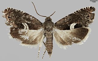 <i>Cydia leguminana</i> Species of moth