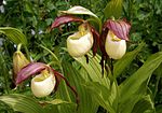 Cypripedium kentuckiense Orchi 2012-05-23.004. jpg