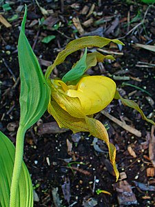 Cypripedium parviflora var. pubescens Flower