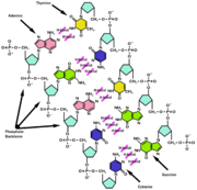 Structure chimique de l'ADN.