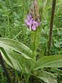 Dactylorhiza seedling opening