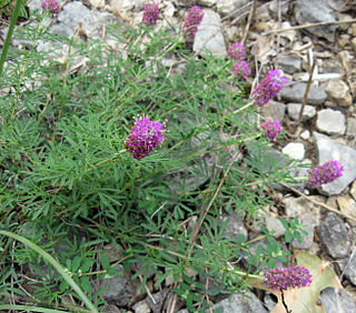 <i>Dalea gattingeri</i> Species of legume