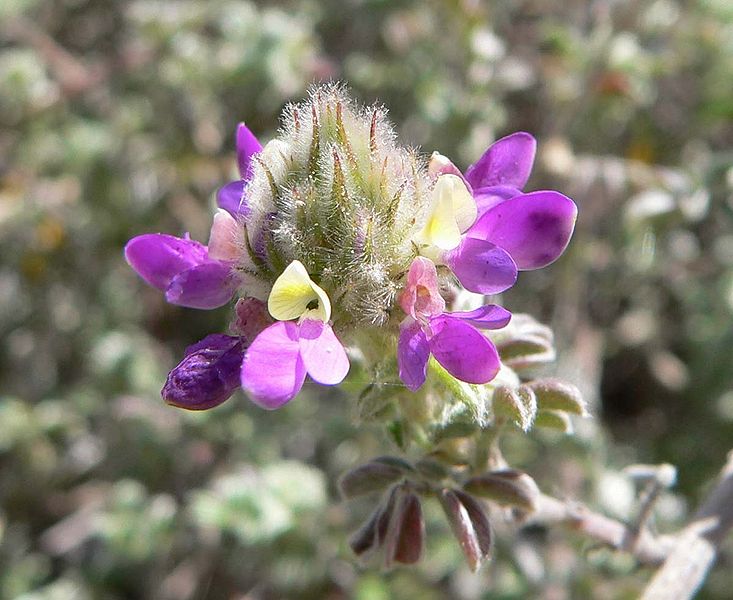 File:Dalea greggii flowers.jpg