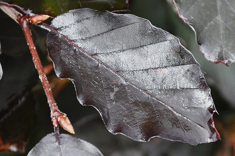 File:Dark leaf.jpg