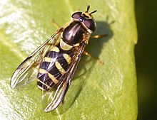 dasysyrphus albostriatus01.jpg