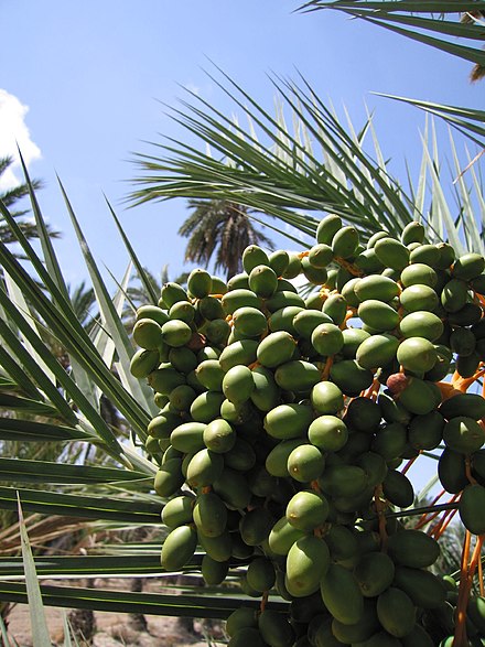 Date fruit from date palm trees within the National Artistic Garden