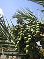 Date Fruit from Palms in the National Artistic Garden.jpg