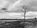 * Nomination Delleboersterheide, nature reserve of the It Fryske Gea. Group of oaks Quercus. --Famberhorst 06:54, 22 March 2020 (UTC) * Withdrawn  Comment - Already a QI! -- Ikan Kekek 08:12, 22 March 2020 (UTC) Apparently something has gone wrong here. Sorry. Thanks for your reviews.--Famberhorst 16:43, 22 March 2020 (UTC)