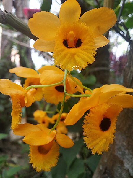 File:Dendrobium fimbriatum in Assam.jpg