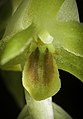 Dendrochilum latifolium Labellum