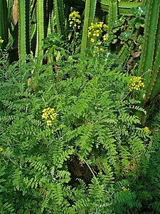 Descurainia bourgaeana Habitus